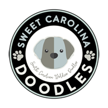 Golden Doodle Puppies South Carolina