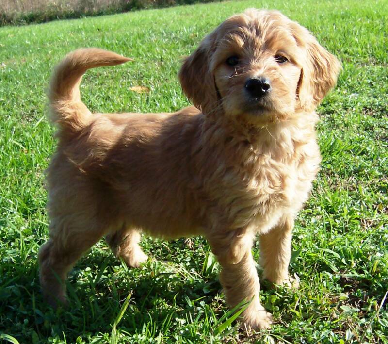 purebred goldendoodle